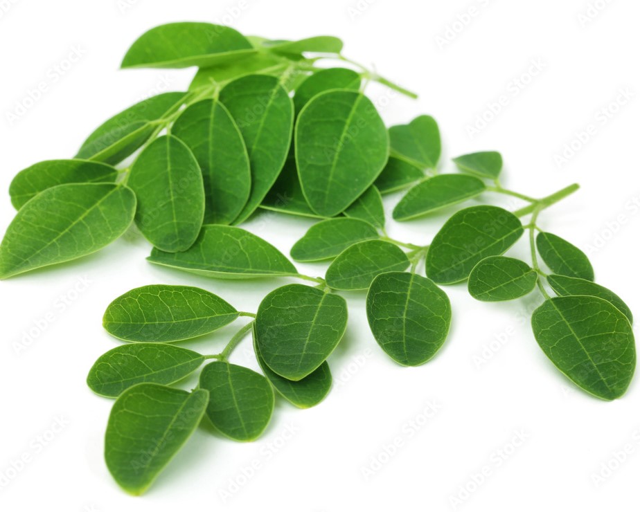 Moringa Powder